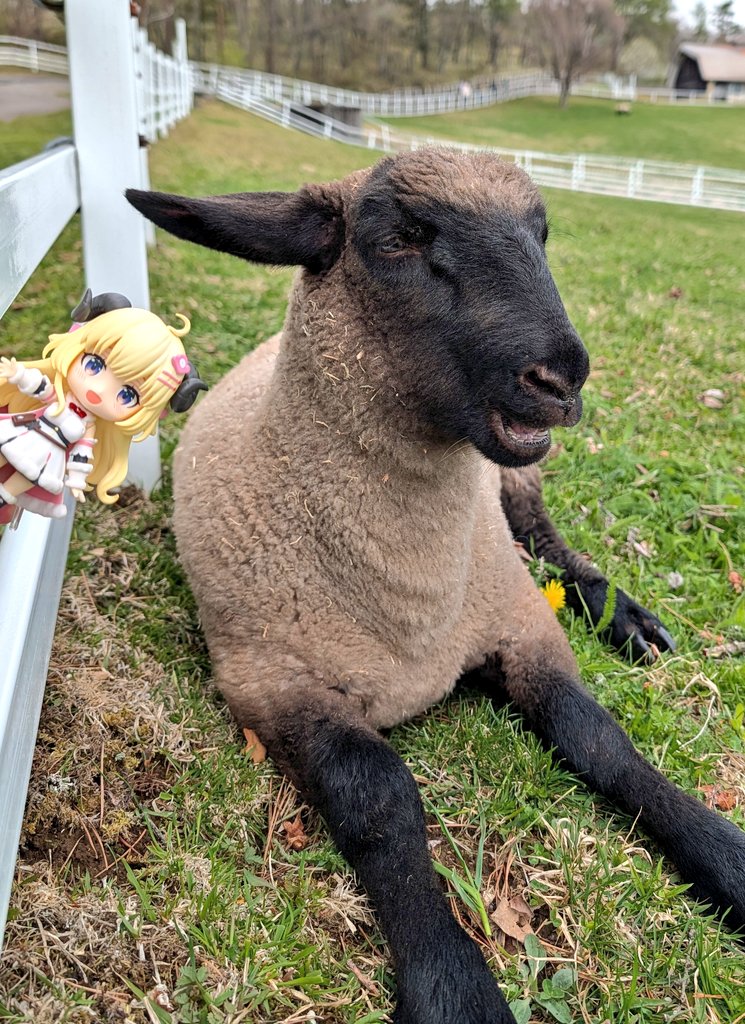 ゆどーふm🐏🐉 tweet media