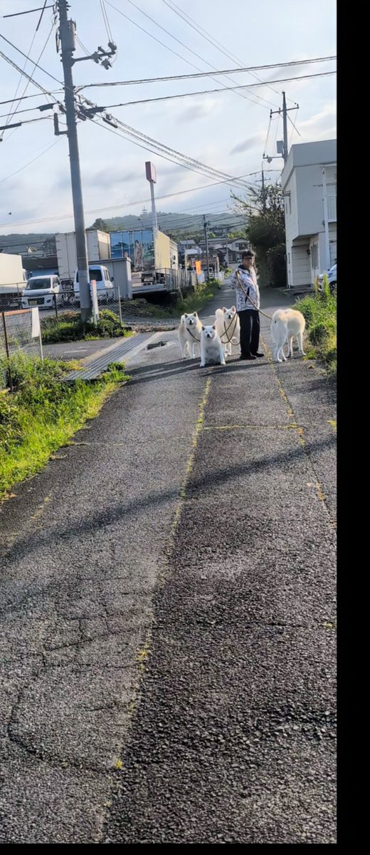 秋田犬こゆきと愉快な仲間達 tweet media