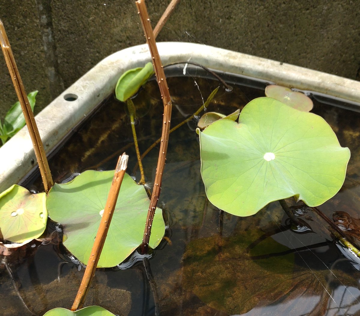 令和8年5月4日 月曜日 蓮、葉がでてきました。 蚊も現れました。