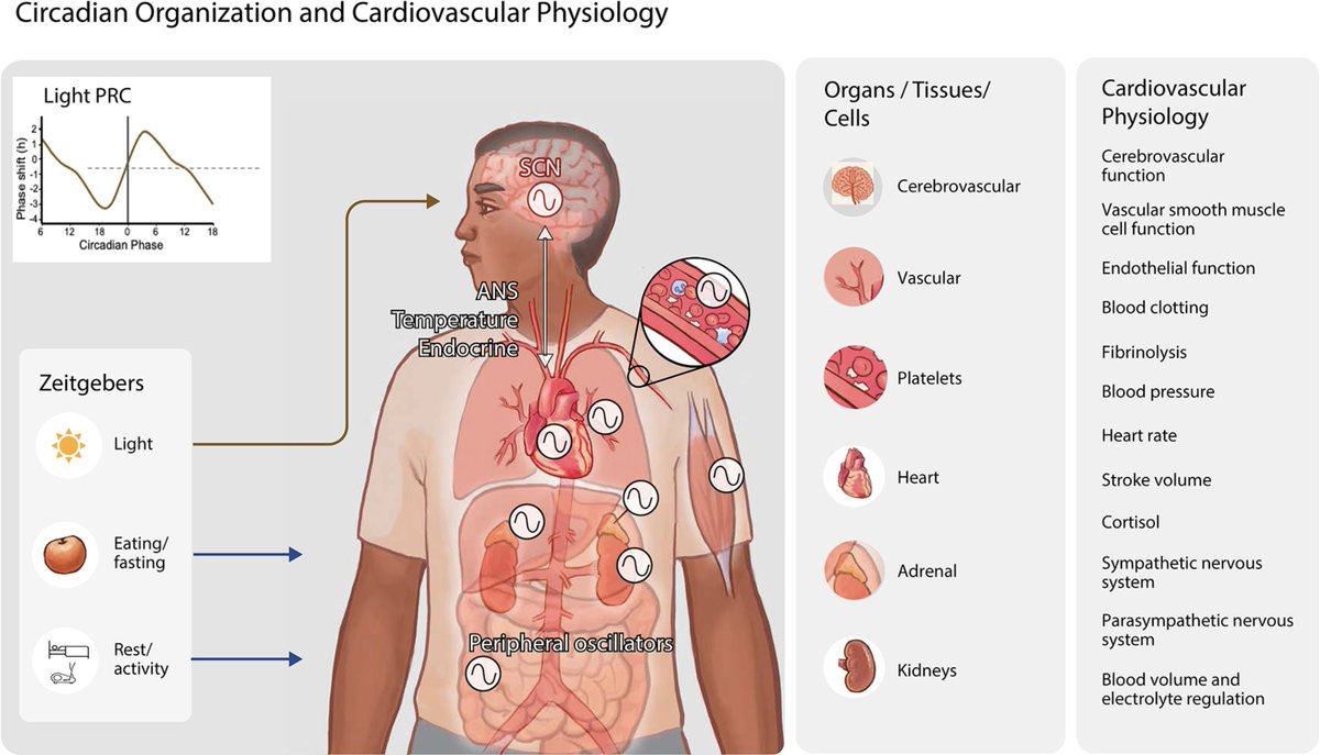 Circadian: Your Natural Rhythm tweet media