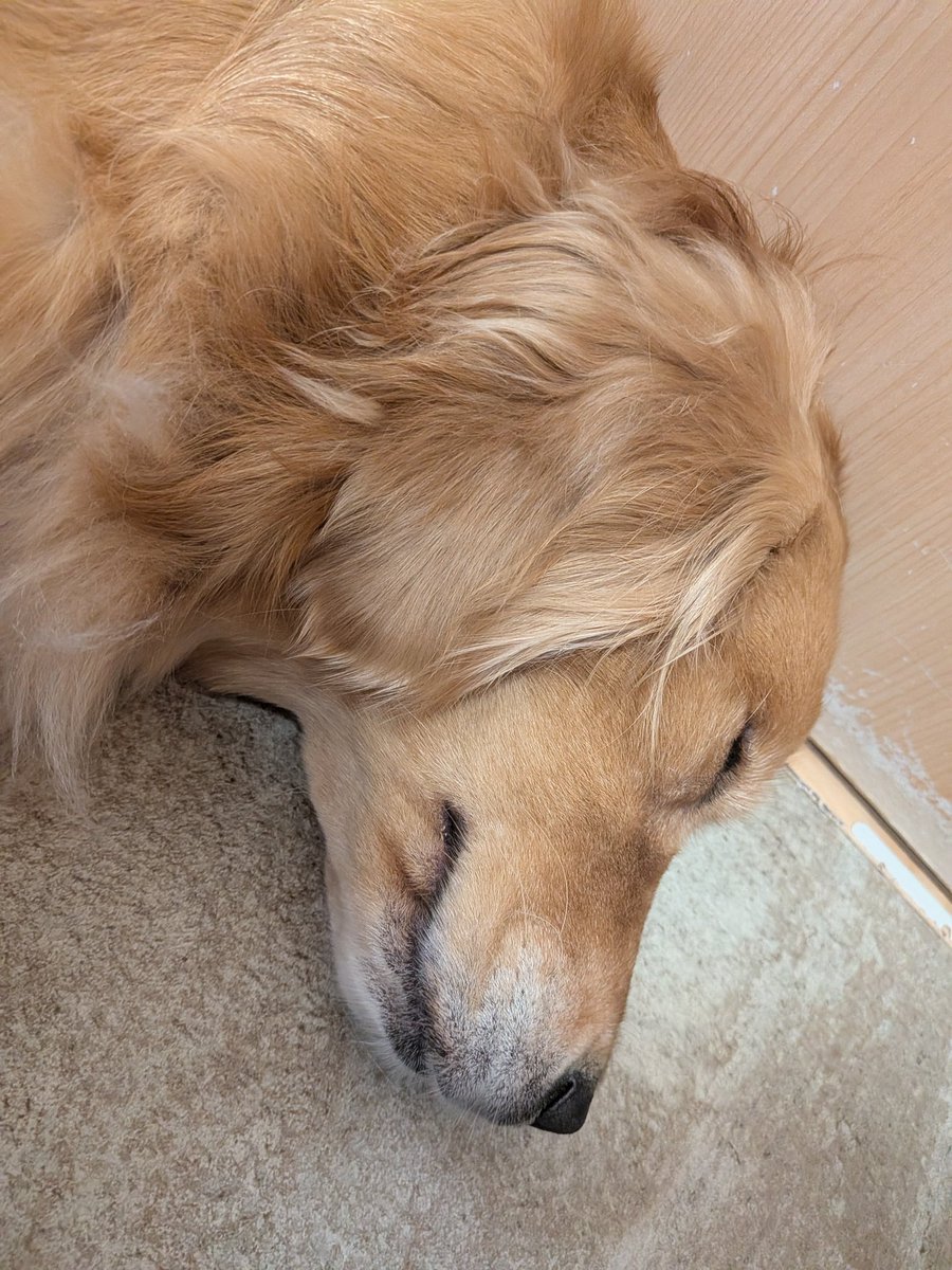cross_happiness's tweet photo. 犬カフェ行ってきた
可愛かった☺ https://t.co/kCEUaLKumJ