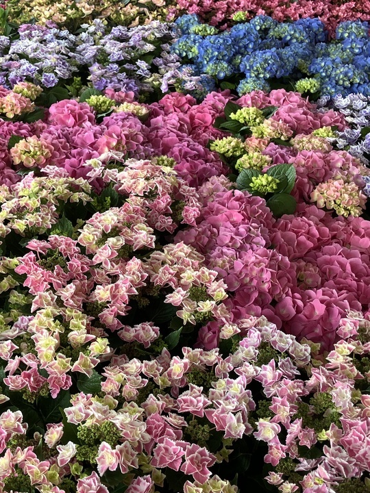 charm__green's tweet photo. 母の日のお花が入荷しました🌼
どれもきれいですが、蕾もあるので母の日後も楽しめます😆
https://t.co/y9F6Dv0dTT https://t.co/X2MXsqx7lv