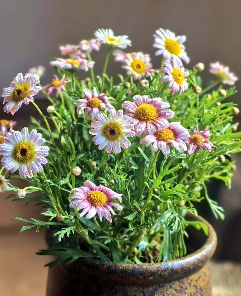 Monster49408447's tweet image. Today.
#flowers #nature #photo #life