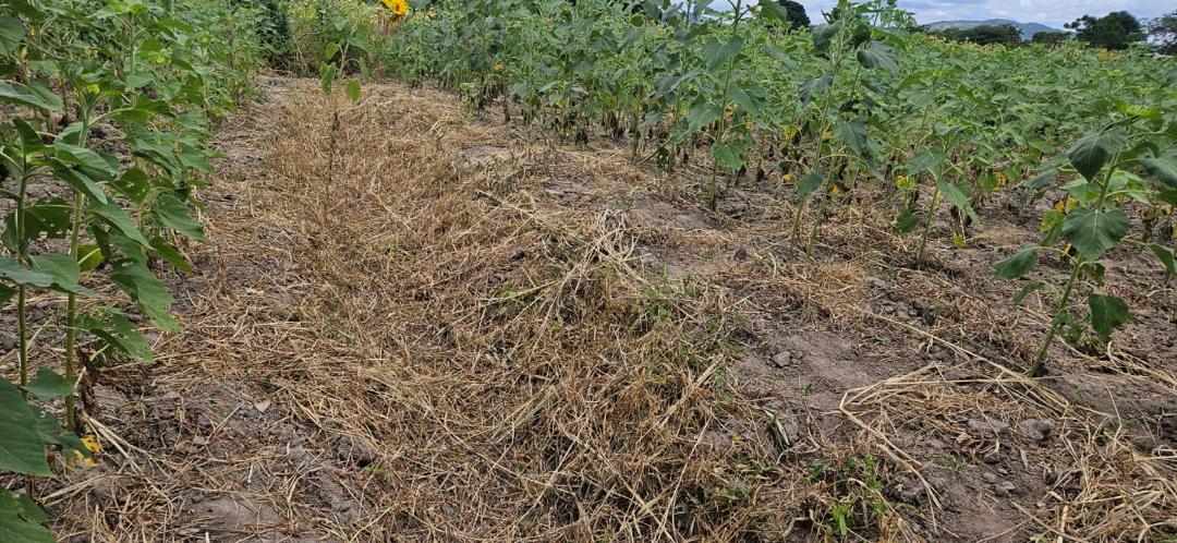 ViAgroforestry's tweet photo. NAAC, under the Ministry of Natural Resources and Tourism, met in Dodoma to guide National Agroforestry Strategy implementation and align action with field realities. A visit to Bahi District showed farmers restoring land and building climate resilience through agroforestry. https://t.co/iyjb4wE3yL