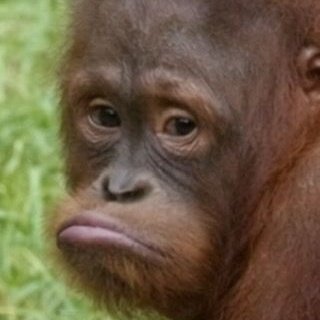 orangutanlover67 tweet media
