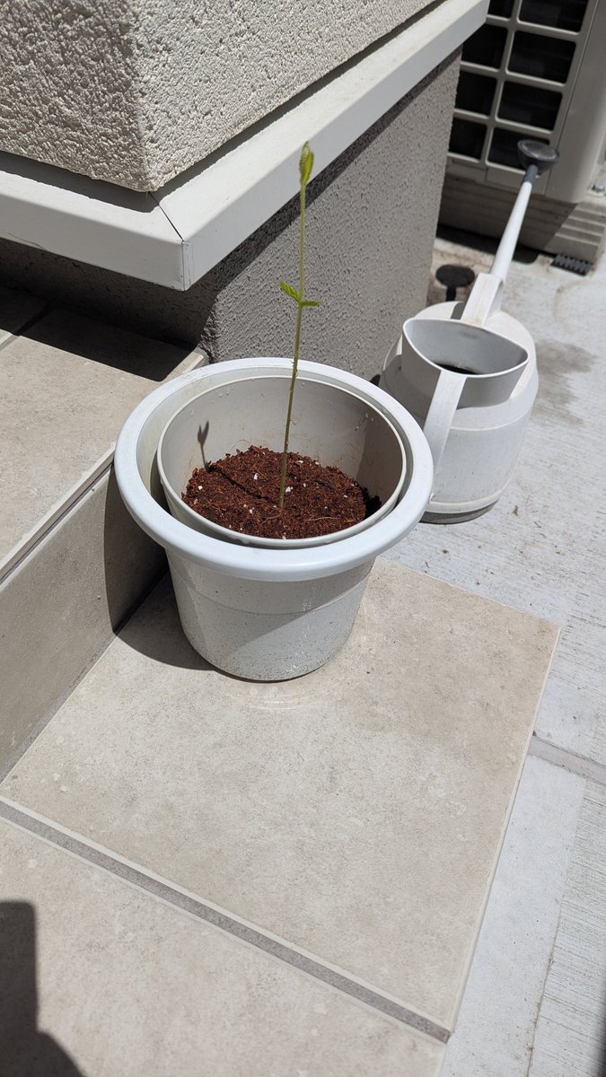 どんぐりの芽が出たので植木鉢へ植えてみた
#どんぐり
#クヌギ