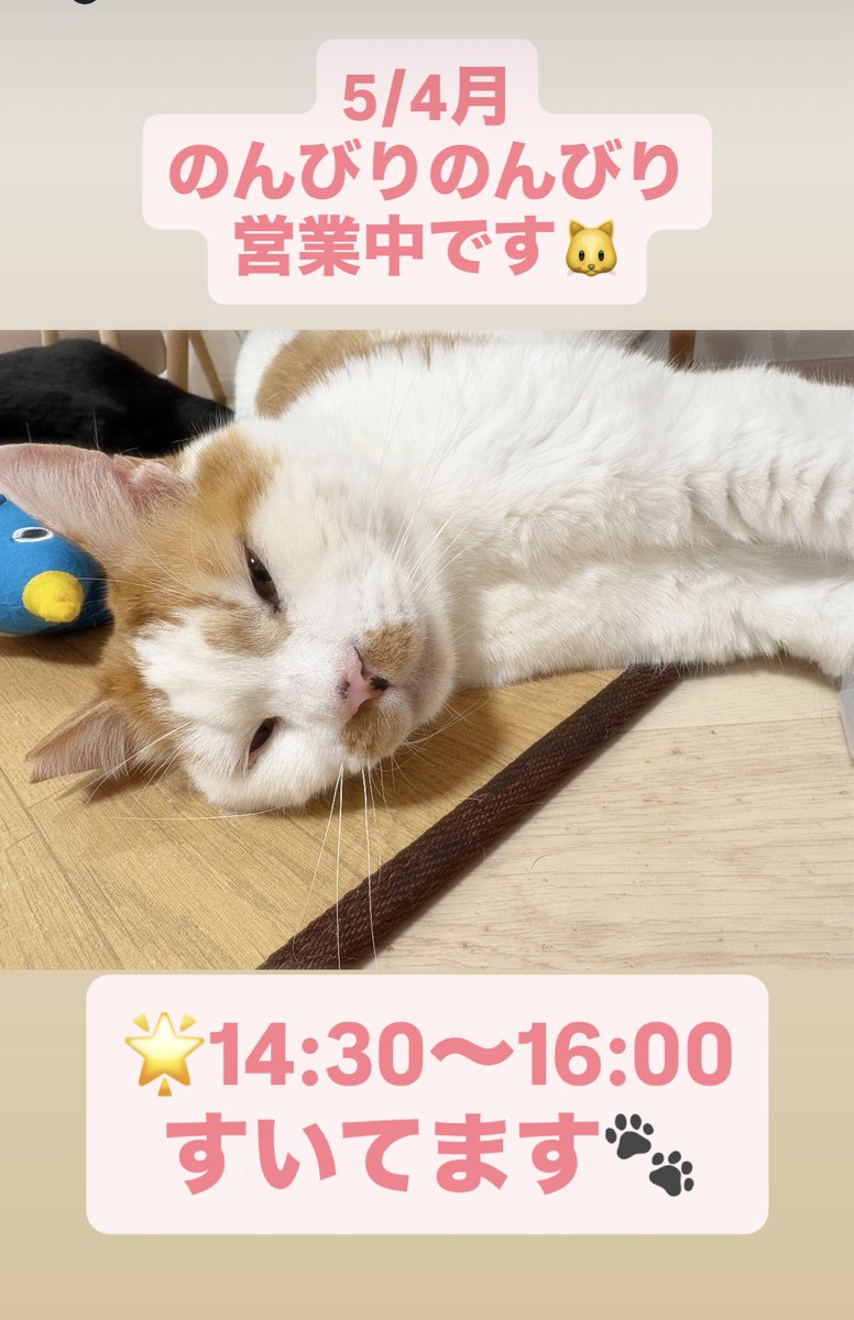 譲渡型保護猫Cafe あおねこ(新潟県田上町) tweet media