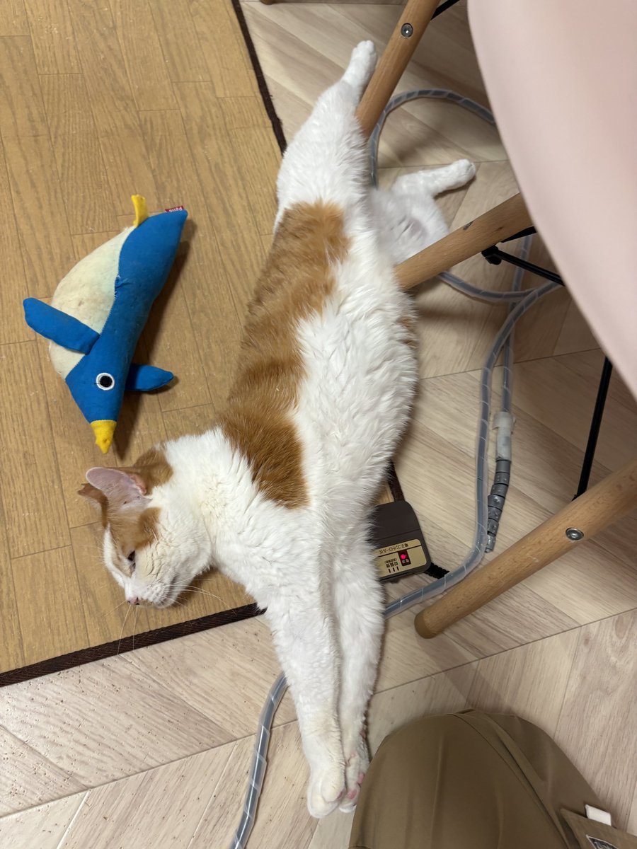 譲渡型保護猫Cafe あおねこ(新潟県田上町) tweet media