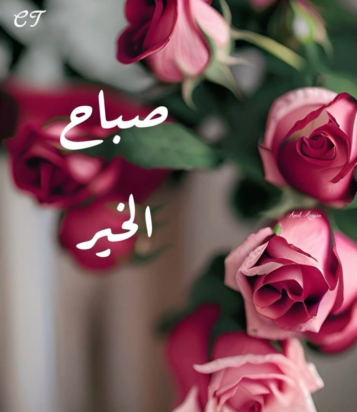 أميرة الحرف࿐✿∴`¹⁸⁰⁰⁰ᵏ` tweet media