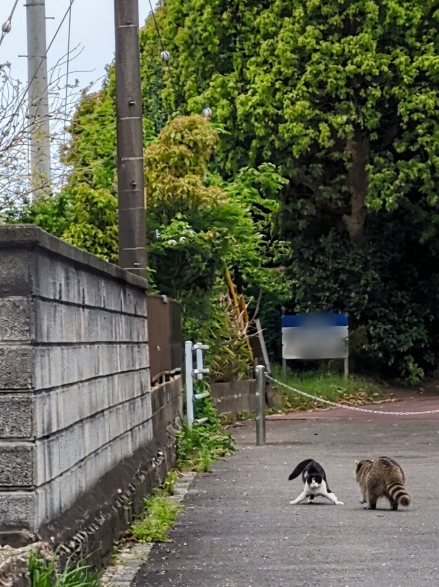 sheltiebud's tweet photo. 猫の必死の威嚇も、タヌキには通じないようです https://t.co/FwJxNsXxmo