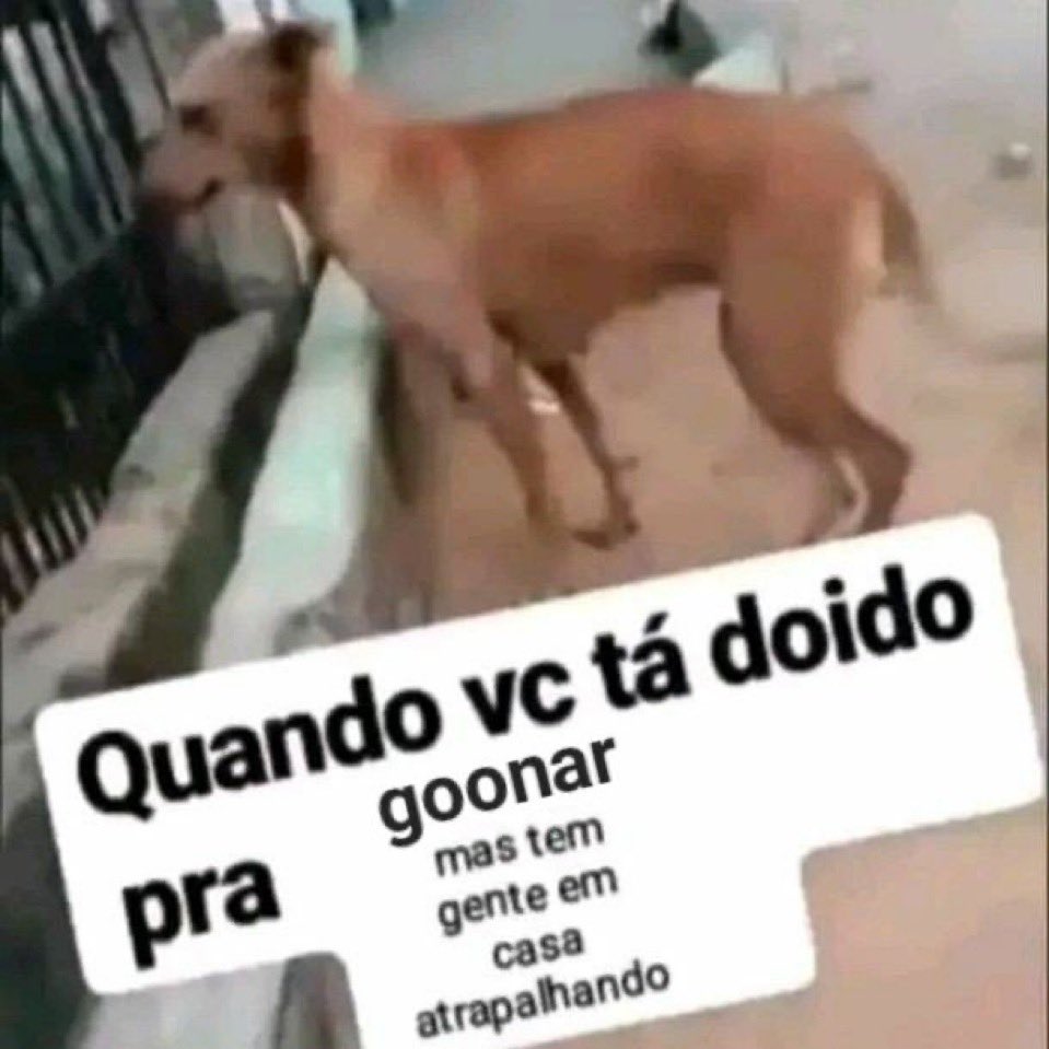 gstv ⚜️ tweet media