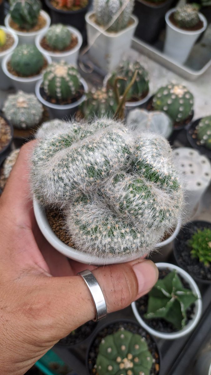 Ulat bulu... 
🌵Mammillaria baumii crested