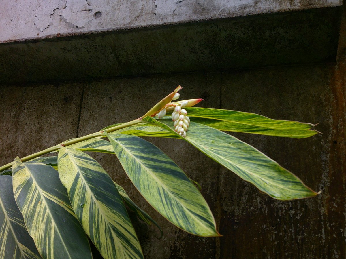 市川市動植物園 観賞植物園温室 （5月4日） キフゲットウ（黄斑 月桃