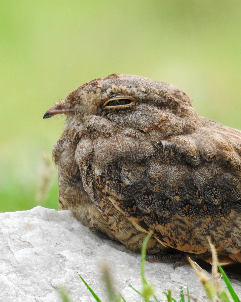 111johnny's tweet photo. Savanna Nightjar

फ्रैंकलिन छपका 

#IndiAves
#BirdsSeenIn2026 https://t.co/EF1k3cZu4L
