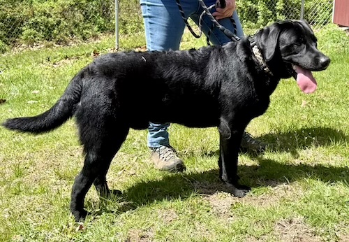 Labs4rescue tweet media