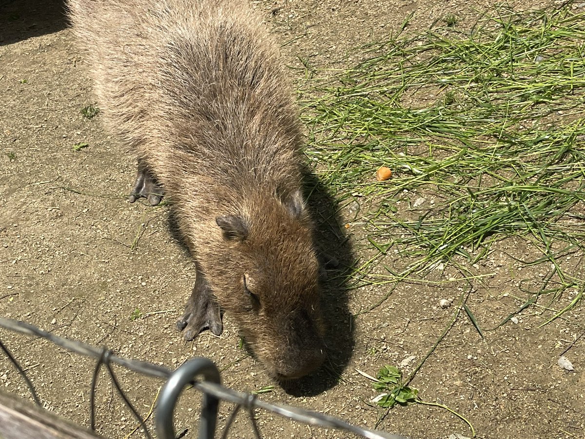ENSATTY's tweet photo. ｶﾋﾟﾊﾞﾗ(　´  T  `)ﾇｰﾝ https://t.co/yG7TlQIUFS