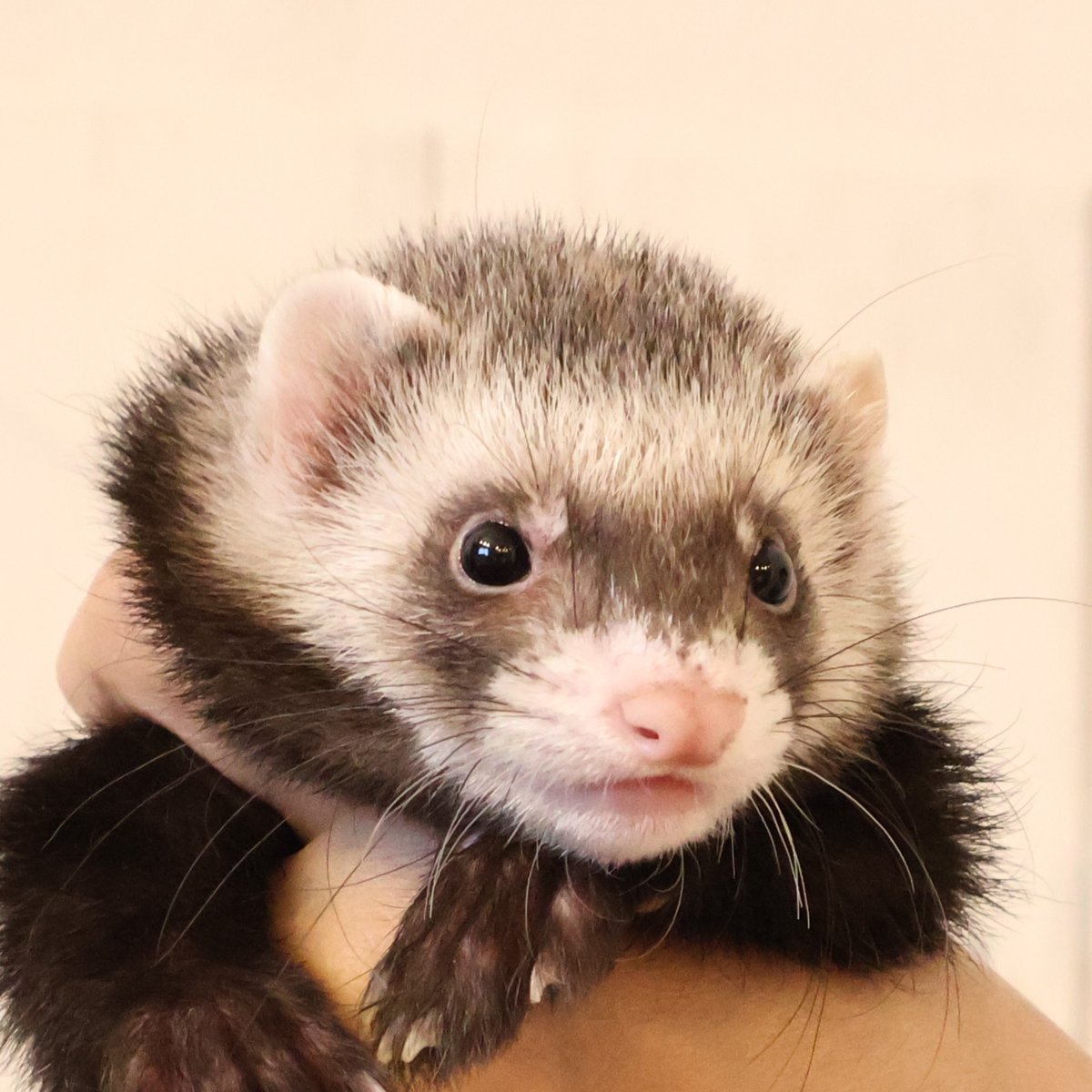 FerretLink's tweet photo. ちびフェレットちゃんがデビュー♪
4/17デビューの子たちが
『あっ』という間にいなくなって寂しかった店頭ですが、今回お取引様のご厚意でなんと！！
イケメンフェレちゃんを3にょろ譲っていただきました💕開店早々にお家が決まった子も！
今日から店頭にいますので、ぜひ会いにいらしてくださいね。 https://t.co/Wv0slPhMvI