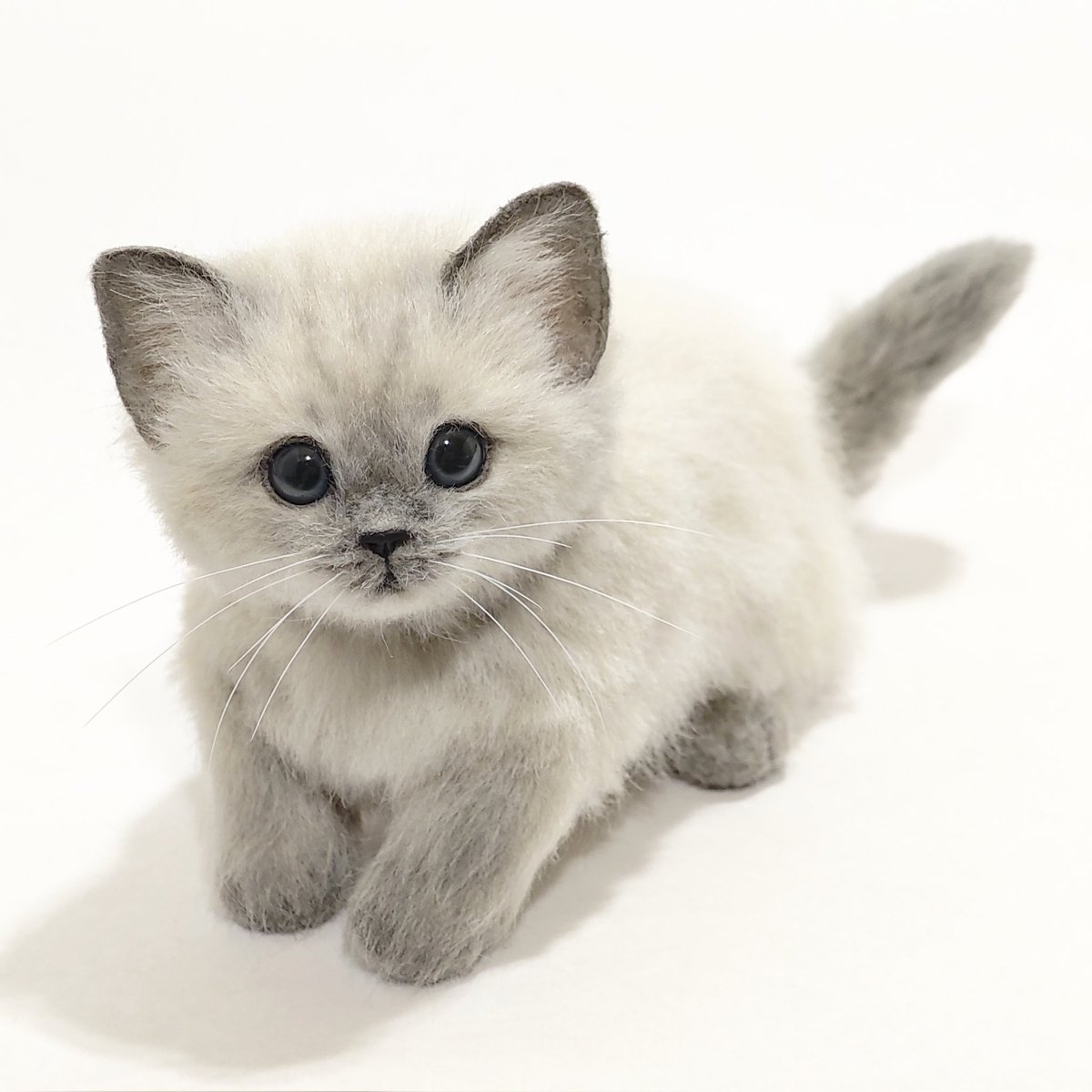 LocoMocoNeco's tweet photo. 羊毛フェルトで製作した立ち耳スコ！
シャム猫のようなポイント柄が個性的な子が完成しました✨️
#羊毛フェルト #猫 #ハンドメイド https://t.co/9sTTD5518Z