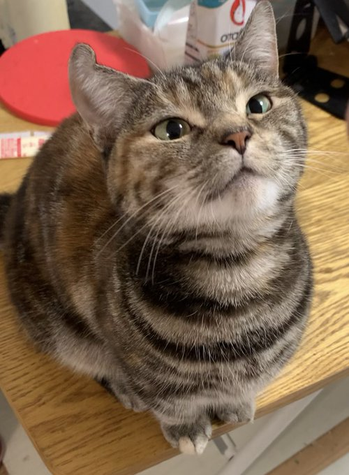 miriko0708's tweet photo. 穏やかな時間が流れる、猫との日常 https://t.co/2qtQc9coIK