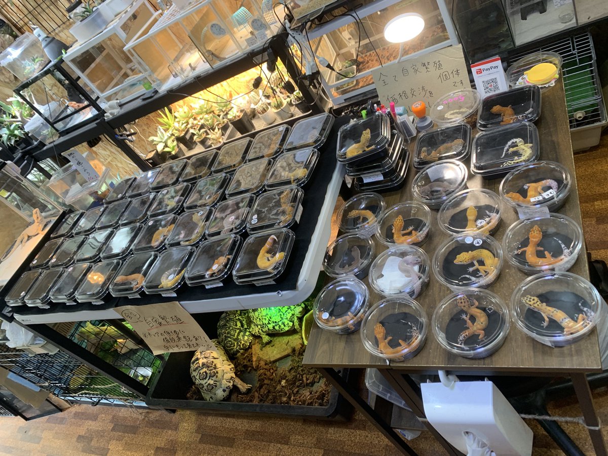 gachio55's tweet photo. １３時スタートです(^^)
グリーンモンスターインストアに遊びにきてね😁宜しくお願いします。
神戸　GREEN MONSTER

たくさんの種類可愛い生き物達がいます☺️

#レオパードゲッコー
#レオパ
#爬虫類
#ヒョウモントカゲモドキ https://t.co/yBoq1i76Et