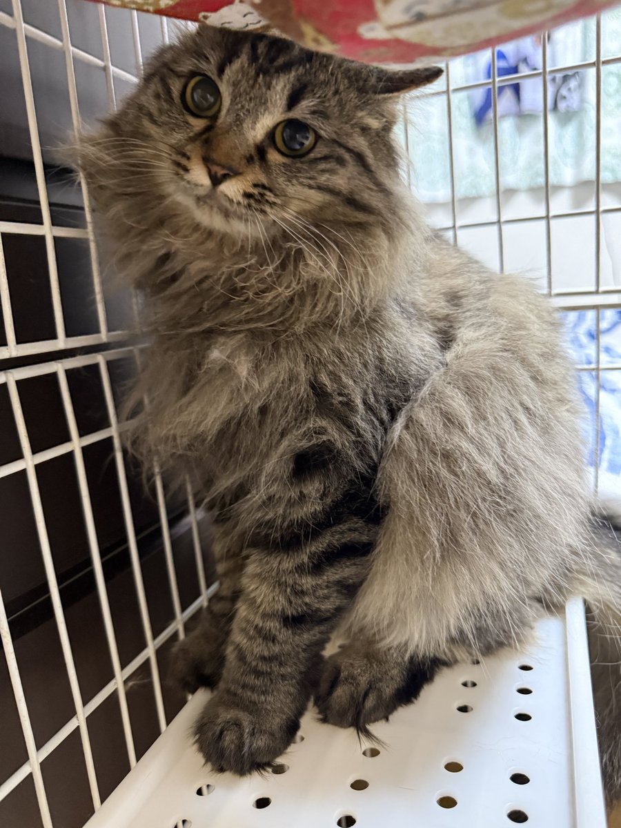 秘密結社猫のために生きよ tweet media