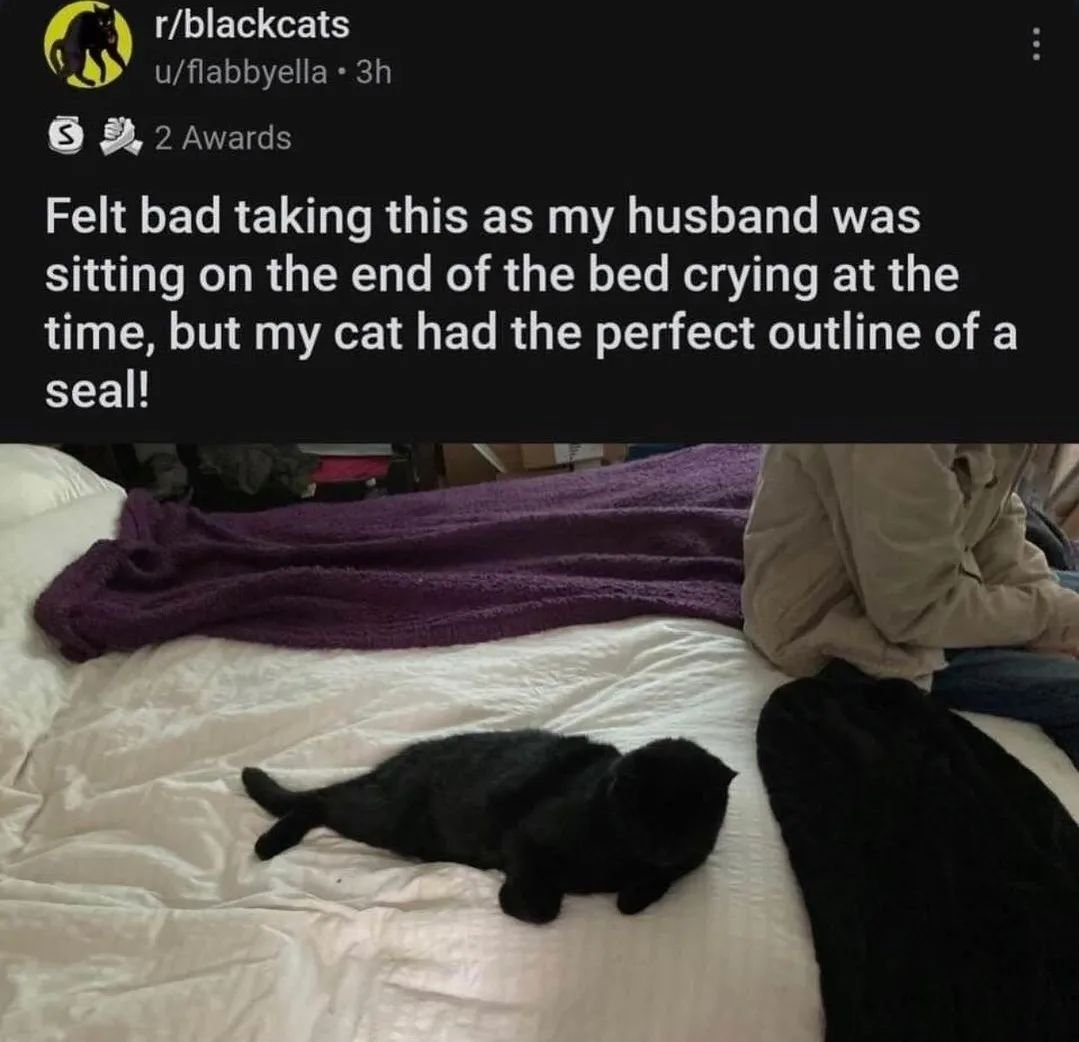 Punch Cat tweet media