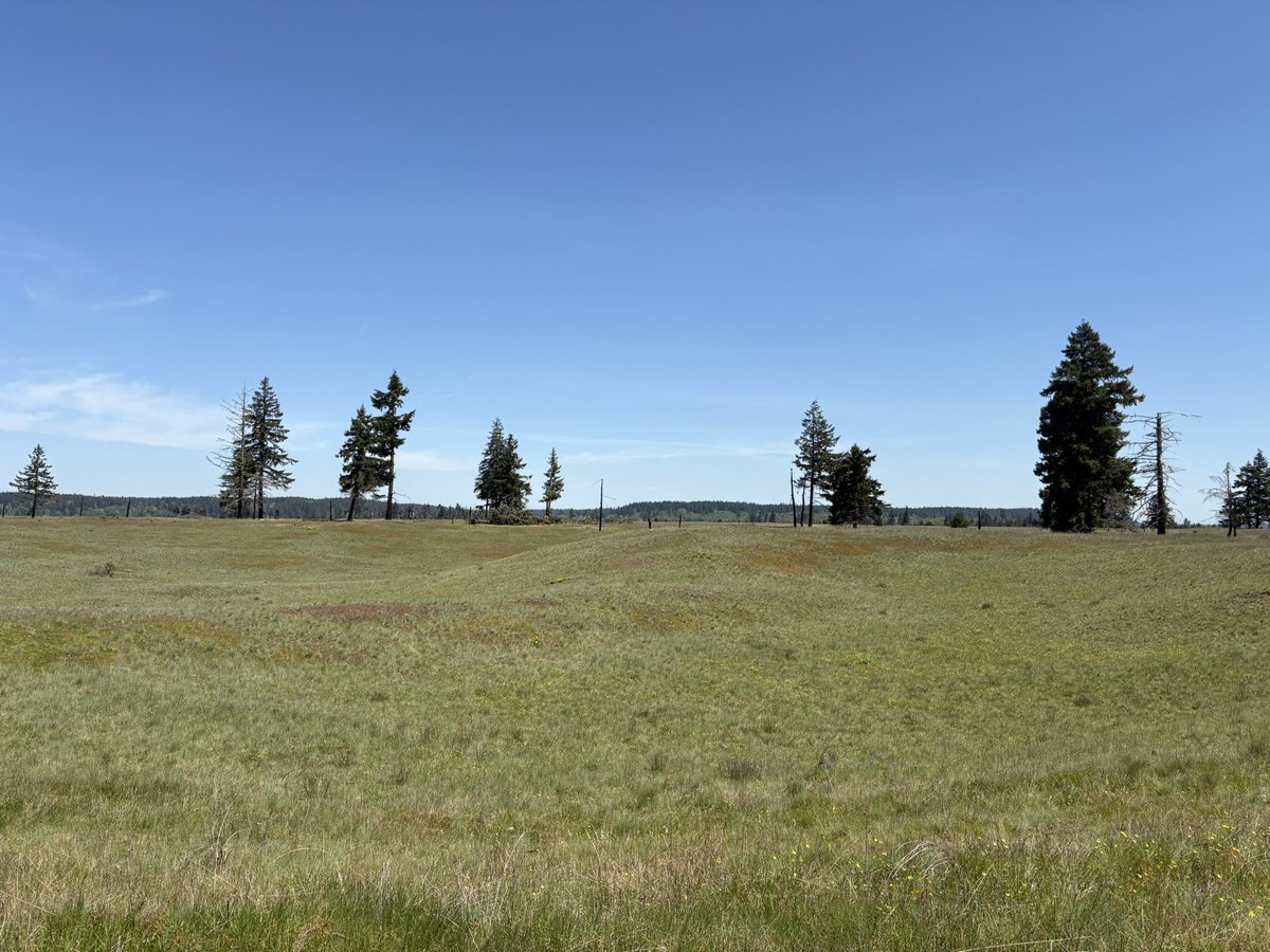 MichaelRFD's tweet photo. @Jessecooksfood The most beautiful preserved little corner of nature is actually on the military installation. (This morning on JBLM) https://t.co/36abSQLc25