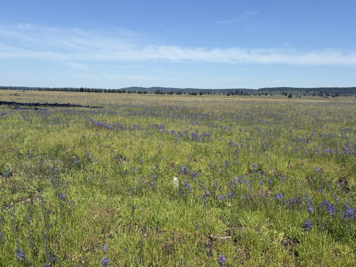 MichaelRFD's tweet photo. @Jessecooksfood The most beautiful preserved little corner of nature is actually on the military installation. (This morning on JBLM) https://t.co/36abSQLc25