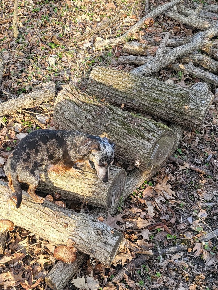TJOConnor16's tweet photo. @MrPotatoHeadUSA Some of my shiitake logs, and a wiener dog https://t.co/ZvkLI0khAz