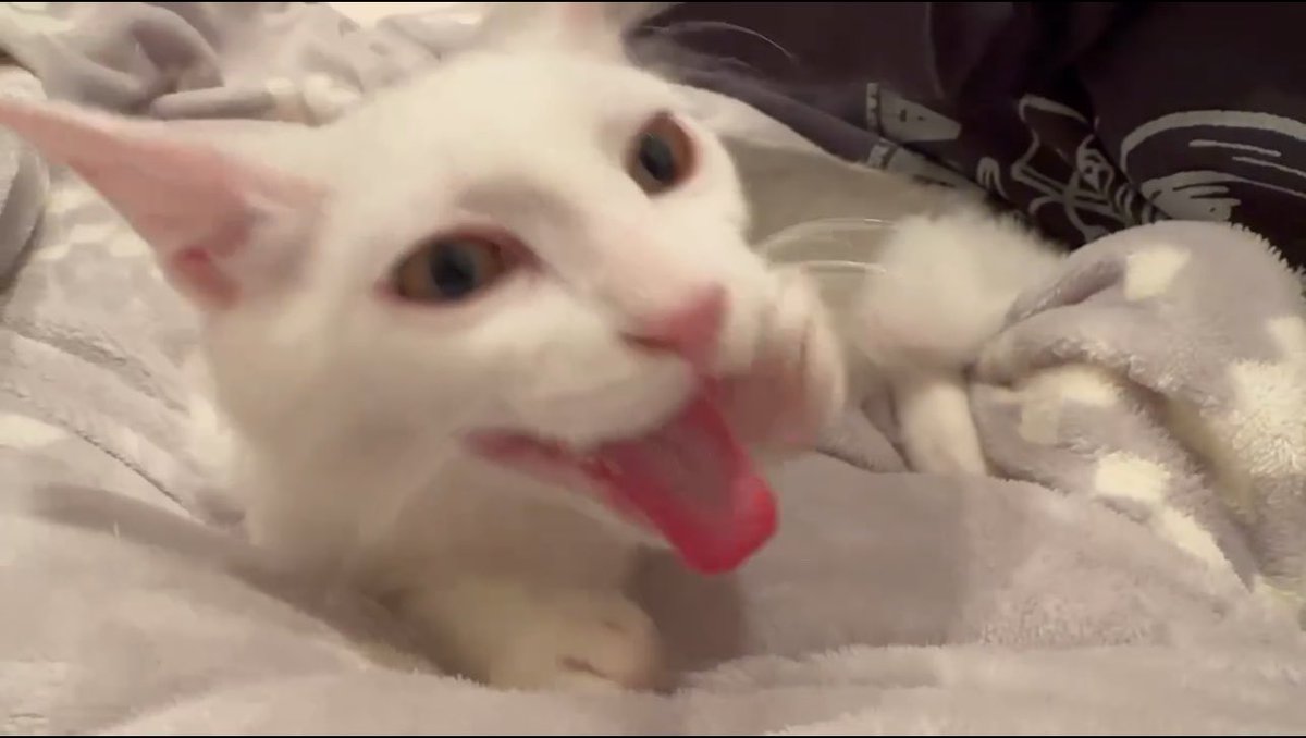 Coneko__22's tweet photo. 実写版ねこです
よろしくおね
がいします https://t.co/x0Oj6AAS6O