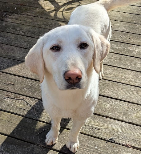 Labs4rescue tweet media