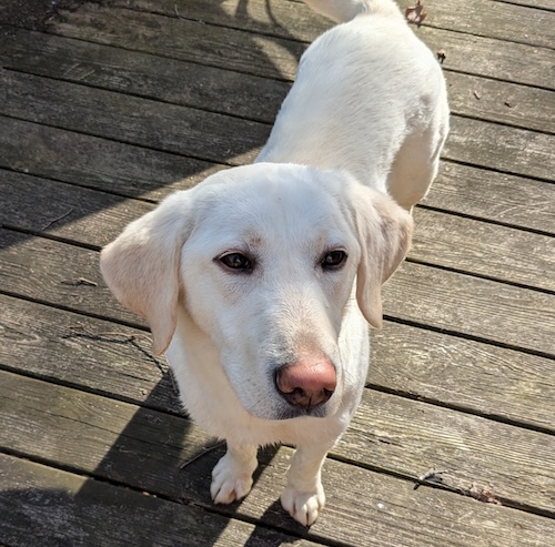 Labs4rescue tweet media
