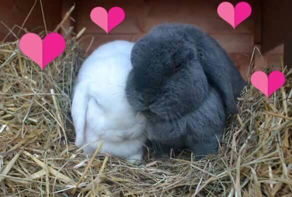 Bunnies tweet media