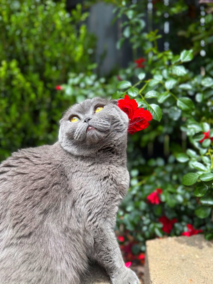 catsen tweet media