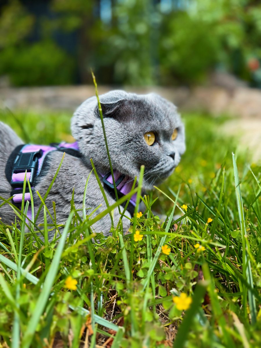 catsen tweet media