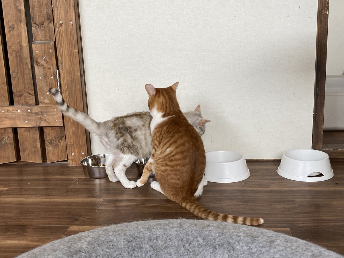 保護猫譲渡るーむ tweet media