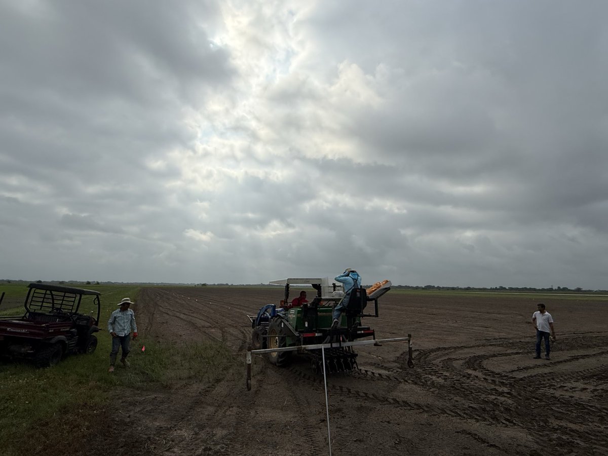 Gurjeet_AgSci's tweet photo. #ResearchUpdate2026 ๐บ๐ธ
April 29, 2026, planted 1136 plots (6 row 20ft) of #PYT (preliminary yield trial) @bel_agrilife @txresearch @AgriLife
Weather was extremely horrible but by Godโs grace we did it.
Always thankful to our #RiceTeam
#RiceBreeding #PlantBreeding #rice https://t.co/HNYXd1W4rT