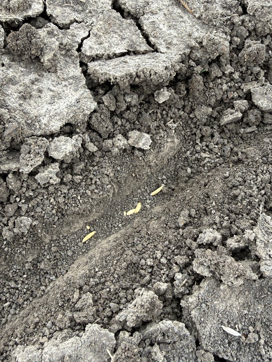 Gurjeet_AgSci's tweet photo. #ResearchUpdate2026 ๐บ๐ธ
April 29, 2026, planted 1136 plots (6 row 20ft) of #PYT (preliminary yield trial) @bel_agrilife @txresearch @AgriLife
Weather was extremely horrible but by Godโs grace we did it.
Always thankful to our #RiceTeam
#RiceBreeding #PlantBreeding #rice https://t.co/HNYXd1W4rT