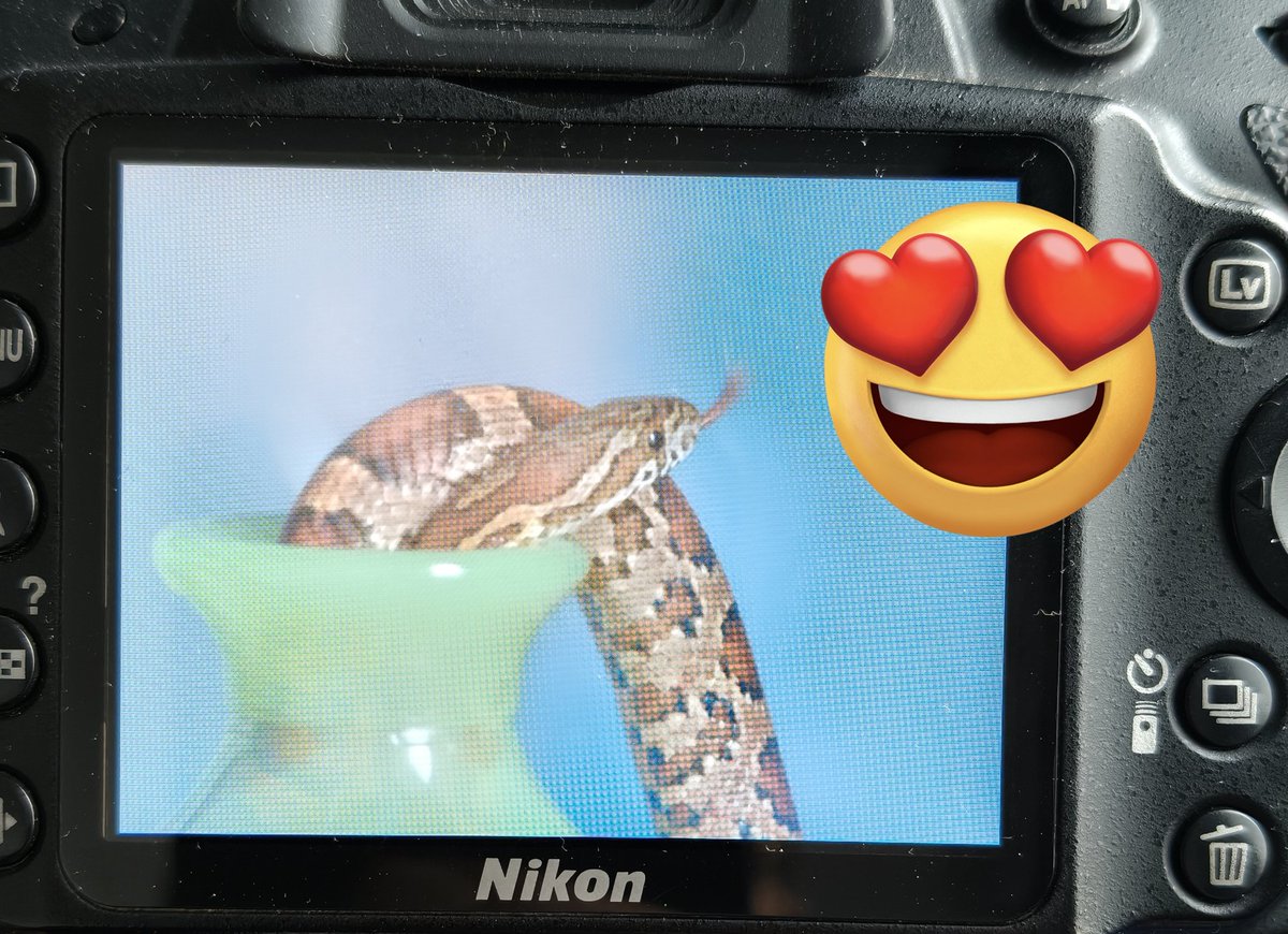 Fantasy1221Q's tweet photo. 🐍 https://t.co/feNVxDViEs
