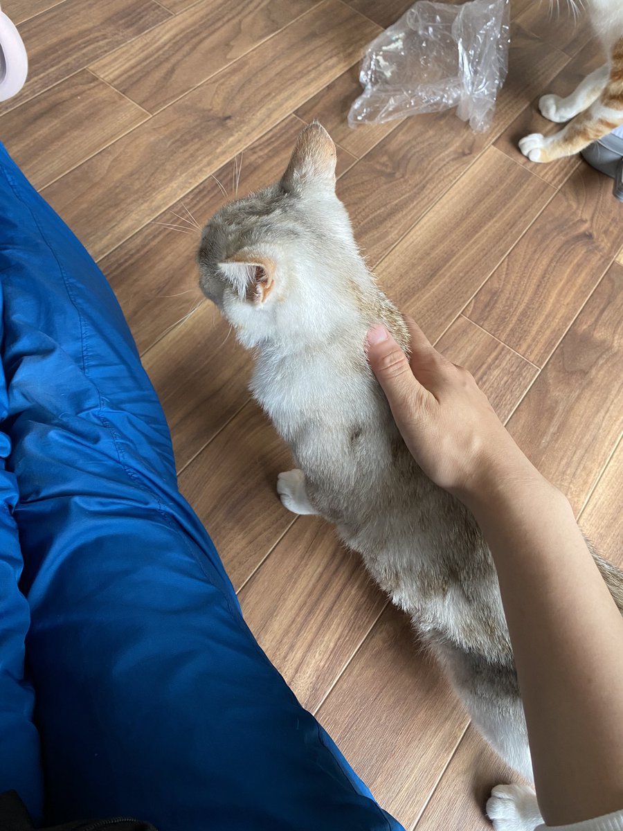 保護猫譲渡るーむ tweet media