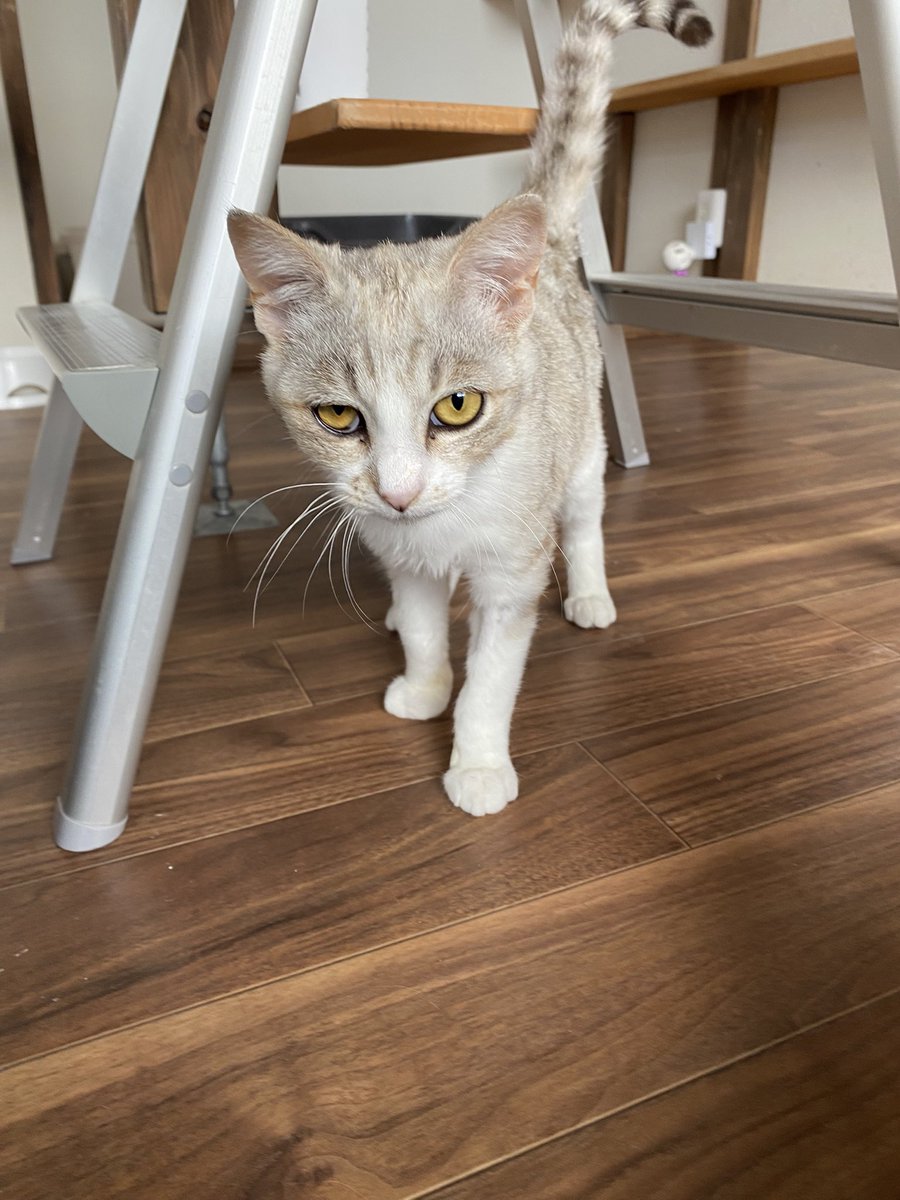 保護猫譲渡るーむ tweet media