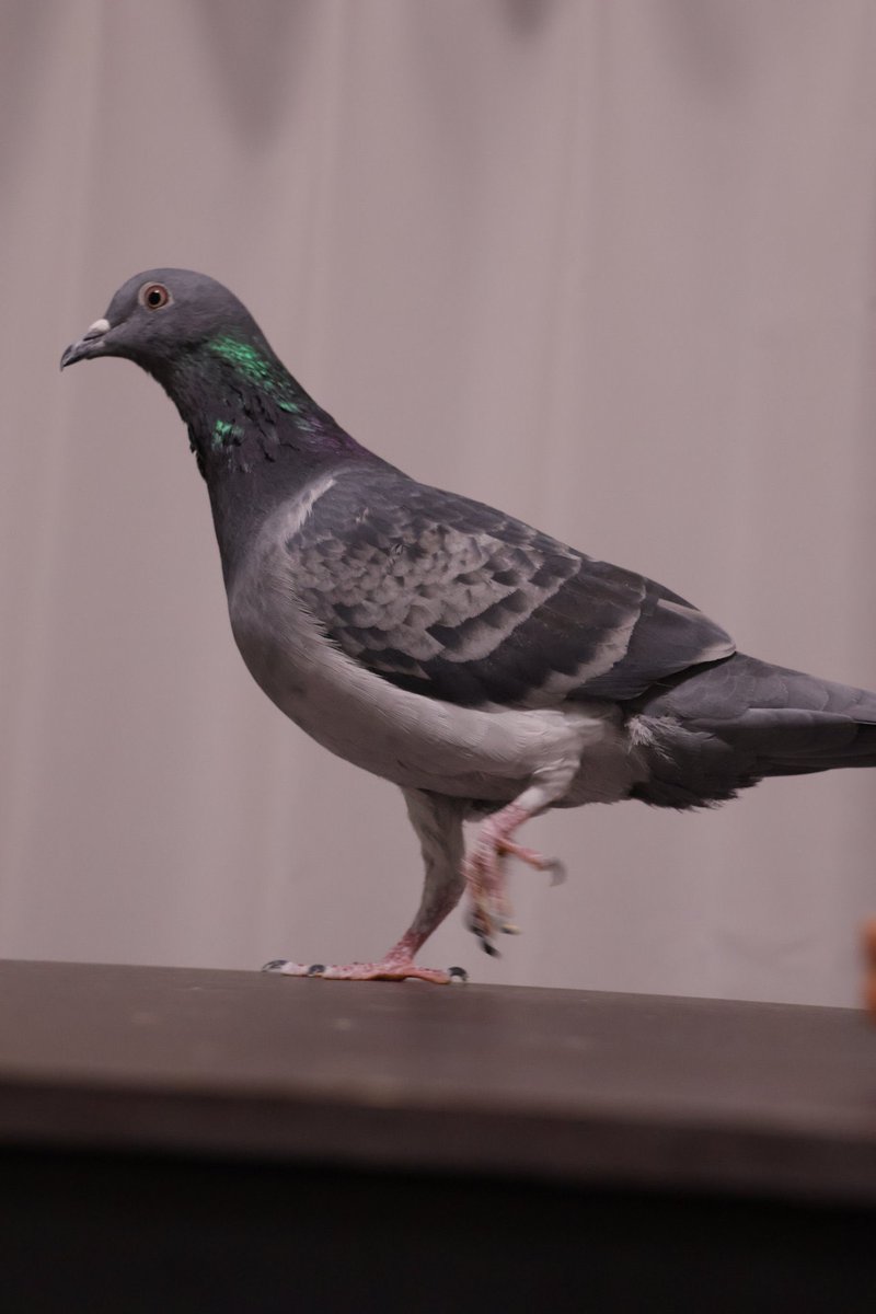 HBaoo8's tweet photo. @level941 The pigeon takes flight 🫳🏻 https://t.co/wt5DuxsMgb