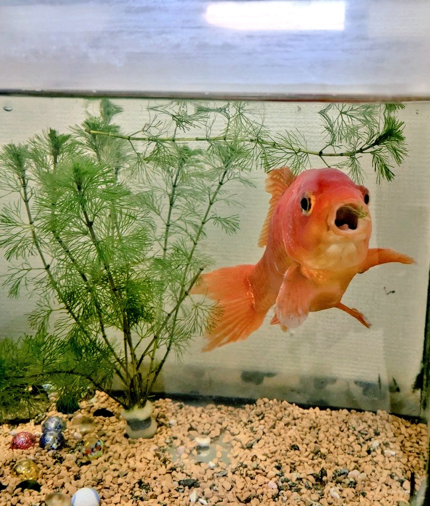 金魚「サラダ〜🥗」