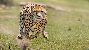 Bashir Hangi MCIPR tweet media