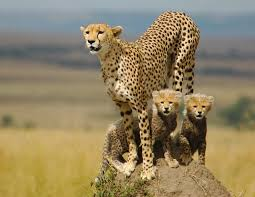 Bashir Hangi MCIPR tweet media