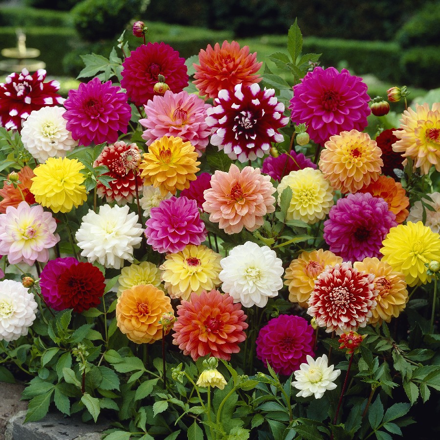BeVillagers's tweet photo. Our Annual Spring Flower Sale is One Week Away! - https://t.co/puWoK1N49H https://t.co/UhzKk99yn2