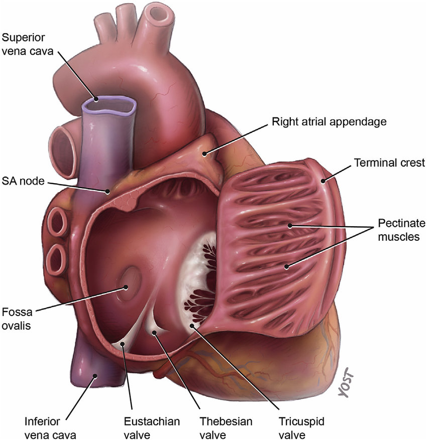 CardiovascularCorner tweet media