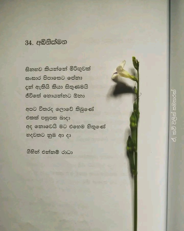 ඉරූ(Iru )🇱🇰イル tweet media