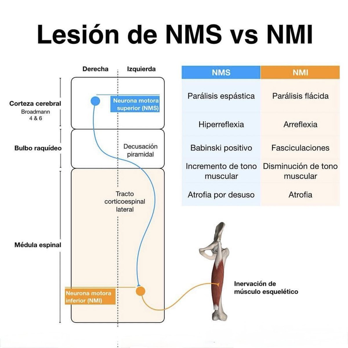Anatomia FacMed tweet media