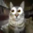 Chickenman_loggedoff tweet media